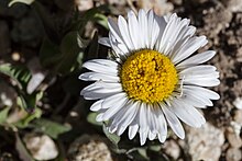 A white-pedalled flower with a yellow center in sunlight in rocky soil.