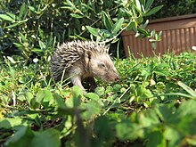 Cucciolo di riccio