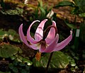 Erythronium revolutum