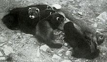 First-generation, eight-week-old polecat–ferret hybrids