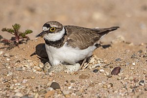 30. Platz: Herwig Winter mit Flussregenpfeifer (Charadrius dubius) im Geo-Naturpark Bergstraße-Odenwald