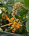 Globba obscura (plante herbacée Zingiberaceae productrice d'huile essentielle)