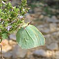 Mariposa Gonepteryx cleopatra