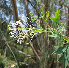 Description de l'image Grevillea manglesii.jpg.