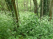 Habitat, Ireland