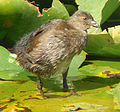 A juvenile in central Chile.