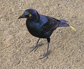 Lamprotornis nitens