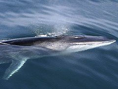 Rorqual commun à la surface de l'eau.