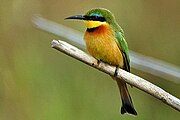 Little bee-eater (Merops pusillus)