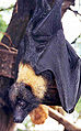 Image:Mariana Fruit Bat.jpg