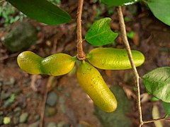 Unripe fruit