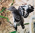 Baby Northern Mockingbird.