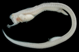 Monognathus jesperseni