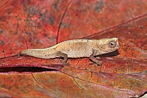 Montagne d'Ambre leaf chameleon, male