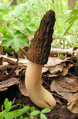 Black morel