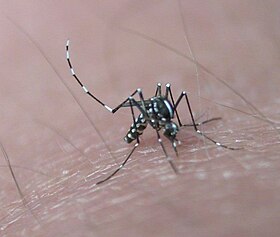 Aedes albopictus