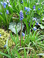 Muscari botryoides & Scilla siberica