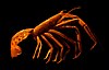Neoglyphea inopinata (Crustacea: Decapoda: Glypheidae)