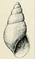 Desenho de Odostomia tenuisculpta Carpenter, 1864, um ectoparasita de H. rufescens.[1]