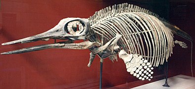 L'anneau sclérotique de l'ichthyosaure Ophthalmosaurus est l'un des plus grands du règne animal[7].