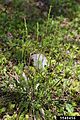 Oryzopsis asperifolia