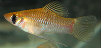 Male Phallichthys fish