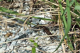 Juveniles Exemplar im Süden der Izu-Halbinsel