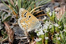 Polyommatus golgus