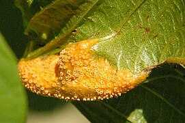 Puccinia coronata