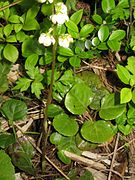 花茎の下部に鱗片葉がある。