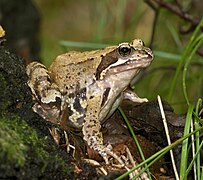 La grenouille rousse possède deux lignes bien marquées sur le dos.