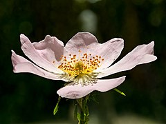 Fleur de rosa canina en Mai 2022.