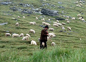 רועה צאן ברומניה.