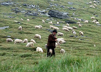 Berger dans les monts Făgăraş en Roumanie. (définition réelle 2 049 × 1 467)