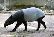 Black and white tapir