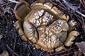 Scleroderma geaster