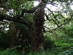 Sherwoodskogen i Nottinghamshire är genom legenden om Robin Hood intimt förknippad med denne stråtrövare och hans äventyr.