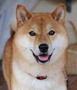 Shiba inu