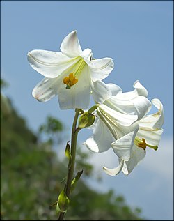 Lilium candidum.