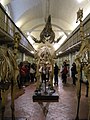 Hansken's skeleton in Florence (seen from behind, in the center of the image)