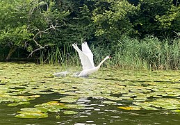 Swan taking of from the water