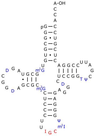 ARNt d'alanine chez la levure. La 1-méthylguanosine est notée m1G.