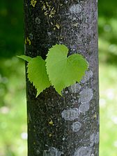 Hoja de un tilo común mostrando su nervadura.