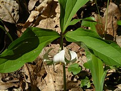 Description de l'image Trillium catesbaei.jpg.