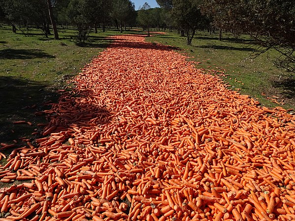 A path of carrots near Rueda