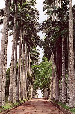 Aburi Botanical Gardens and Palm Trees in Aburi