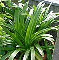 Disposición das follas basais (Agapanthus).