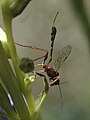 Female ichneumon wasp of the genus Anomalon, subfamily Anomaloninae, on Penstemon strictus. Thanks to Ken Wolgemuth and Bob Carlson at BugGuide.net for ID.