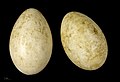 Anser indicus eggs - MHNT