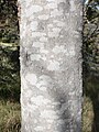 Trunk, bark